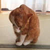 土曜日の恋猫！