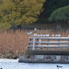 野鳥撮影日誌…大泉緑地公園　2024年12月15日