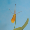 Restrepia brachypus (Yellow)  