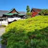 【京都】嵐山、『大覚寺』に行ってきました。紅葉
