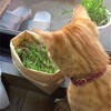 猫草