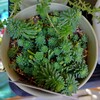 🌵多肉植物  お花の様なセダム🏵️グラウコフィラム他🌵