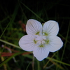 １１月１８日　誕生日の花・花言葉・歌句・万葉歌