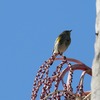 サンタバーバラ周辺の鳥たち