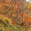白山公園線の紅葉