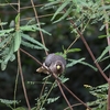 Eastern Plantain-eater ヒガシハイイロエボシドリ