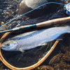落ちマス釣りが大盛況。