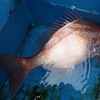 大鯛の予感(?)に、初島アゲイン