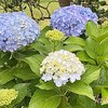 烏害と虫害？