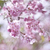 しだれ桜とプラナーと開放と。