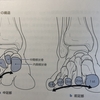 足部横アーチについて