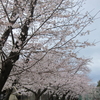 宮前平の桜が花ひらく2022