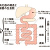 「回腸」って何？