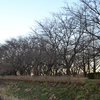 夕暮れまじかの上堰潟公園の白鳥