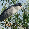 ２０２２年７月　千葉県の手賀沼にて野鳥観察