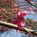 大宮公園、百年の森にあるカンヒザクラが咲き始めました