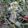 Cerastium glomeratum　オランダミミナグサ