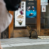 地元繁華街のねこさん