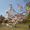 さくら2015