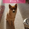 自由な柴犬散歩はどうすれば治る？！～お散歩トレーニングの行方は❓