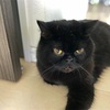 北海道マラソン　後半戦
