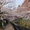 多摩の桜が咲いてきました