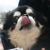 コタしゃんのお薬