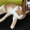 酷暑🙀暑すぎる🥵猫ちゃんたちもヘバリぎみ