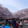 上野公園で花見のあとは、アメ横の居酒屋で一杯やろう