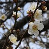 信仰者の成長を導く教会（6）聖書と愛に生きる交わり
