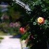RoseGarden #3