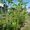 夏野菜　オクラとインゲンの収穫