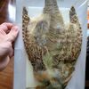 ヤマウズラ１羽　/　ごめんね、うちでは飼えないんだ