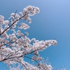 春ですね