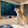 雨田甘夏、スーシェフです。【猫と出窓と見守り事情】