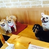 DogCafé