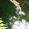 神聖な領域