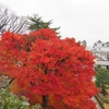 師走の街をあるけば「金沢城公園」紅葉