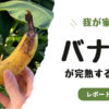 我が家のバナナの成長記録🍌