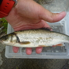 大物ウグイを狙って再び川に行く！【雑魚釣り】