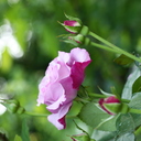 rosarium