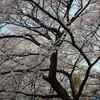 柳瀬川の桜満開