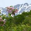 白馬岩岳のタニウツギ