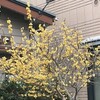 蝋梅