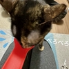 無印良品のささみピューレ実食。