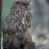 Brown Fish Owl ミナミシマフクロウ (インドの鳥その58)