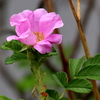 谷津干潟のハマナスの花と実