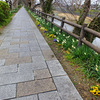 ３月前半のウォーキングで・・・　～出会った花たち～