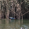 セイケイ Purple Swamphen