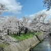 岸渡川、城山公園